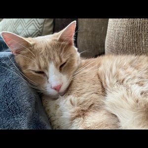 Meet your Posher, Riley